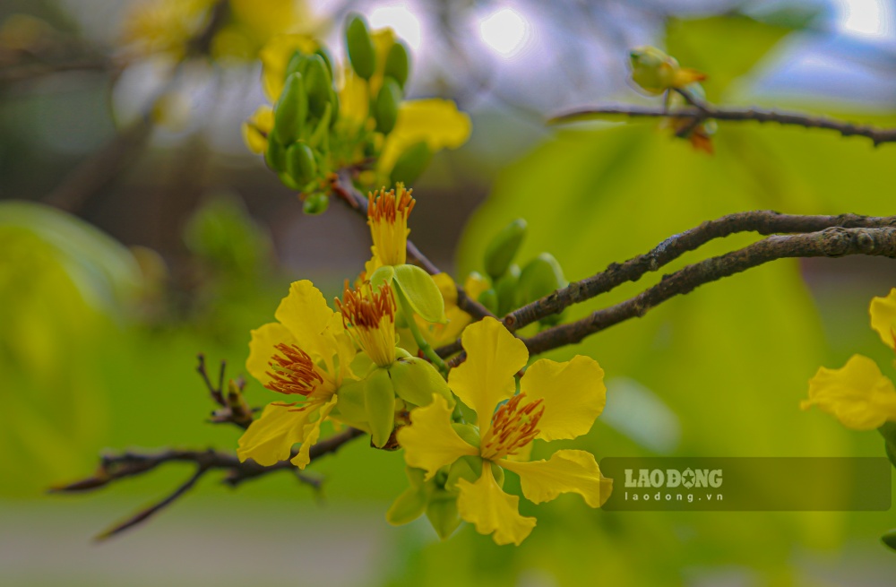 Theo giới chơi cây cảnh, mỗi gốc hoàng mai trong vườn có giá trị ước tính từ 20–50 triệu đồng, cá biệt có cây được định giá cao hơn nhiều lần.