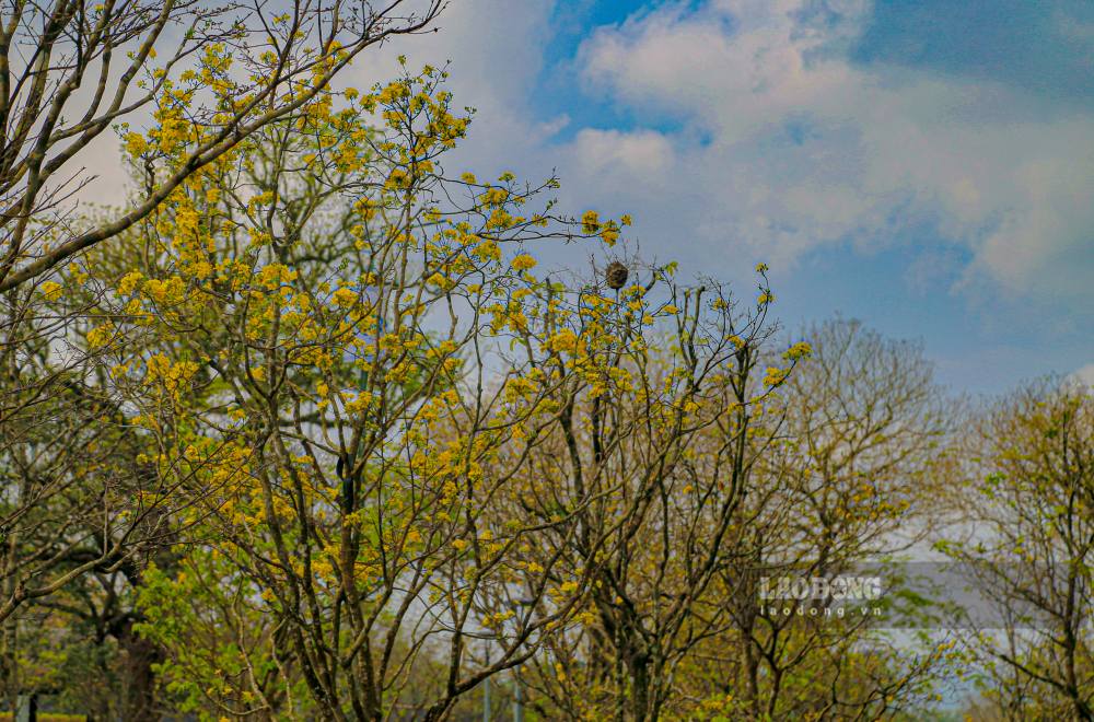 Vườn hoàng mai nằm ngay mặt tiền Đại nội Huế (Kinh thành Huế) là điểm nhấn rực rỡ giữa quần thể di sản, thu hút ánh nhìn của người dân và du khách.