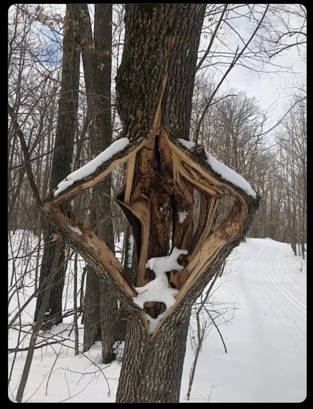 Cây có thể nổ tung khi nhựa và nước bên trong đột ngột đóng băng và bắt đầu giãn nở. cay-bat-ngo-phat-no-nhu-tieng-sung-giua-gia-lanh-khac-nghiet-2.jpg