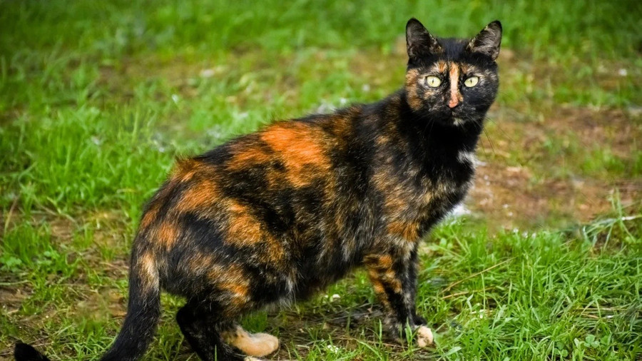 Mèo sống thọ nhất thế giới vừa mừng sinh mừng tuổi 30