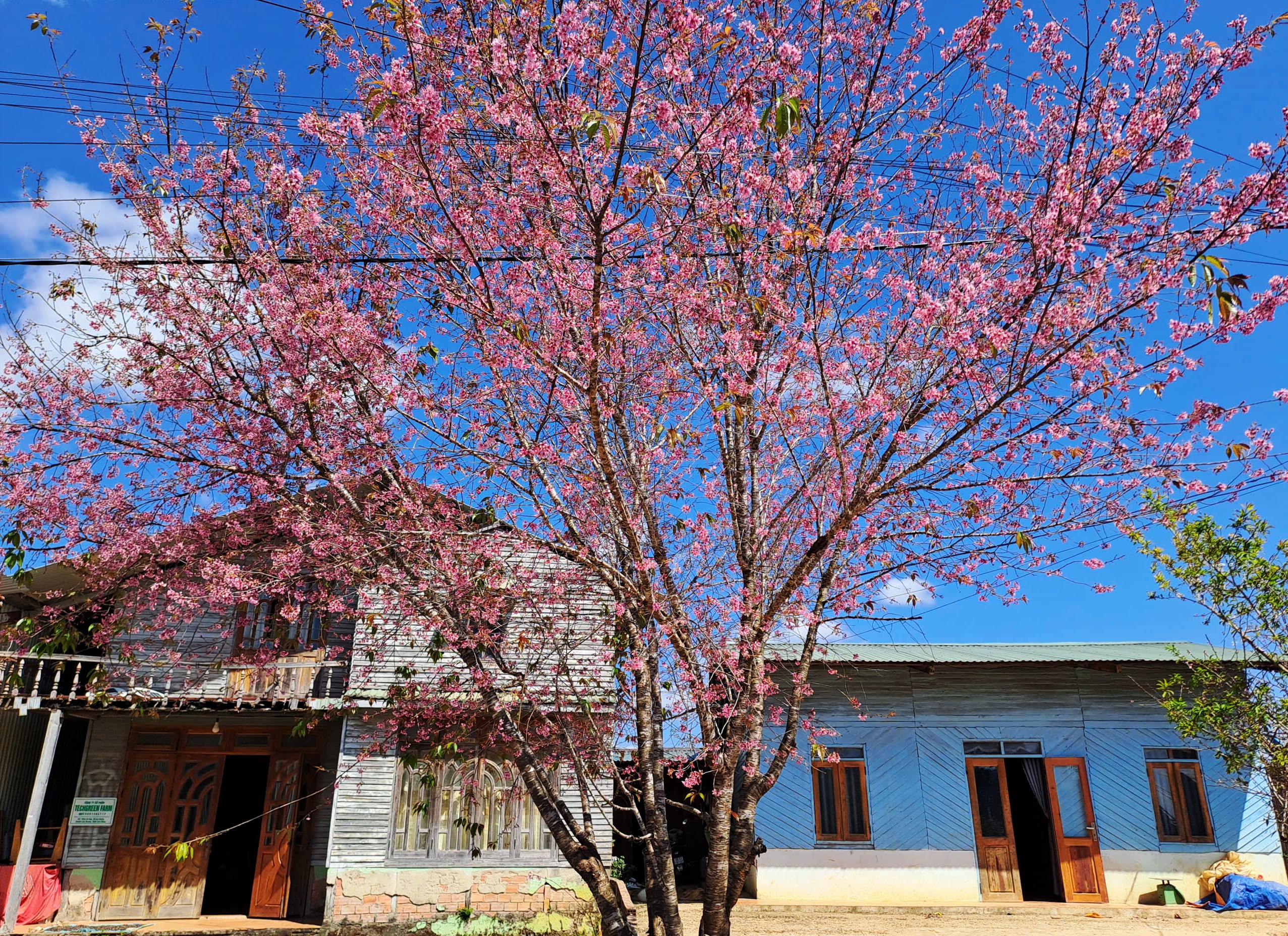 Cây mai anh đào gần 20 năm tuổi của một gia đình nằm trên đường đi xã Đạ Chais. Theo chủ nhà, cây đã nở được 2-3 tuần nhưng vẫn tươi sắc hoa tới cuối tháng 1. Du khách lưu ý chụp ảnh trong khuôn viên nhà dân cần xin phép chủ nhà trước. Ảnh: Đan Thanh