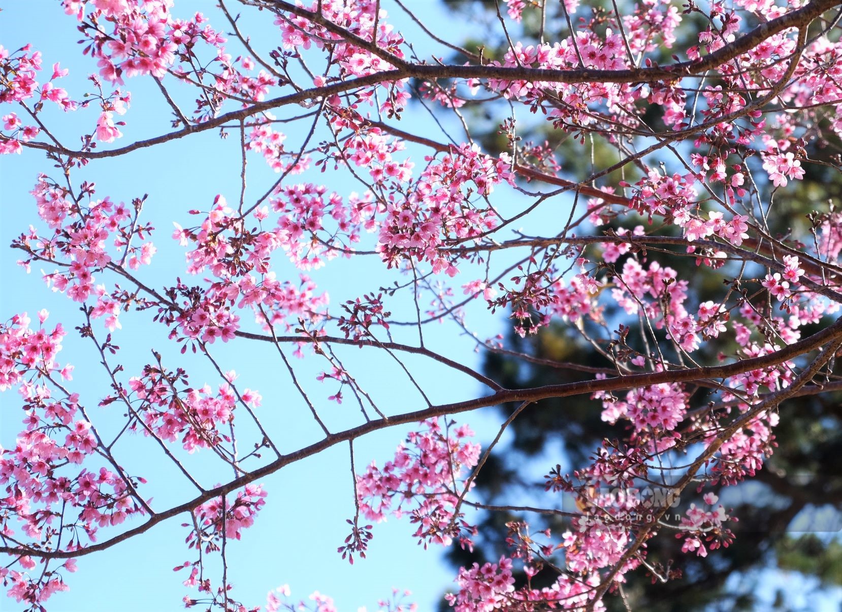 Vẻ đẹp làm say đắm lòng người của mai anh đào kết hợp thời tiết nắng ấm về trưa, se lạnh về tối là khoảng thời gian đẹp nhất năm để du lịch Đà Lạt, Lâm Đồng. Du khách đừng bỏ qua thời điểm này mà hãy lên lịch trình ngay để được đắm mình giữa thiên đường hoa xuân. Ảnh: Đan Thanh