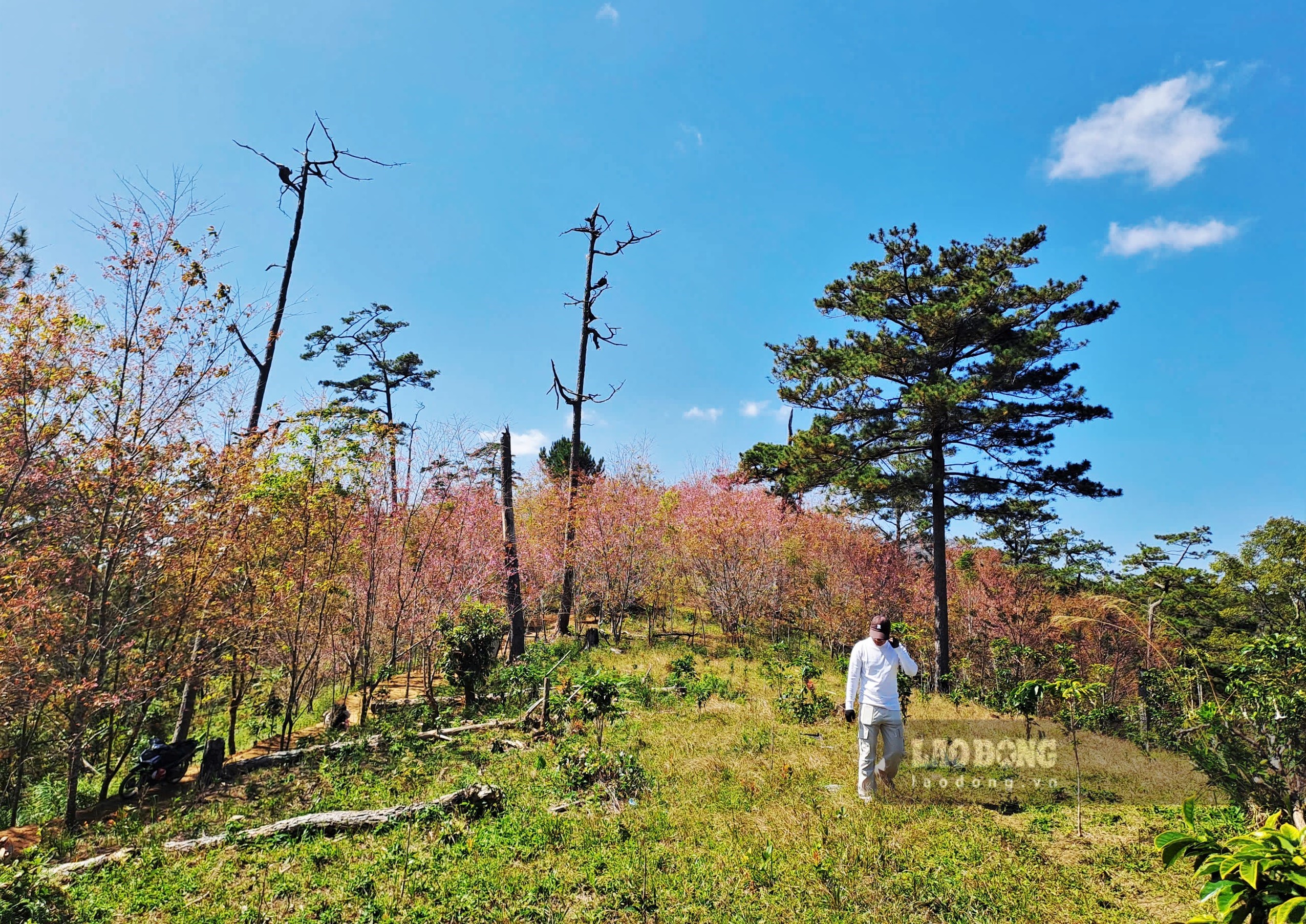 Ngắm cảnh đồi hoa mai anh đào nở nhuộm hồng tại khu vực Trạm kiểm lâm Klong Klanh. Để tới đây du khách phải gửi oto, xe máy ở dưới đường lớn và đi bộ lên đường mòn khoảng 10 phút. Khu vực này muốn quay chụp ảnh nên xin phép cán bộ trạm kiểm lâm.