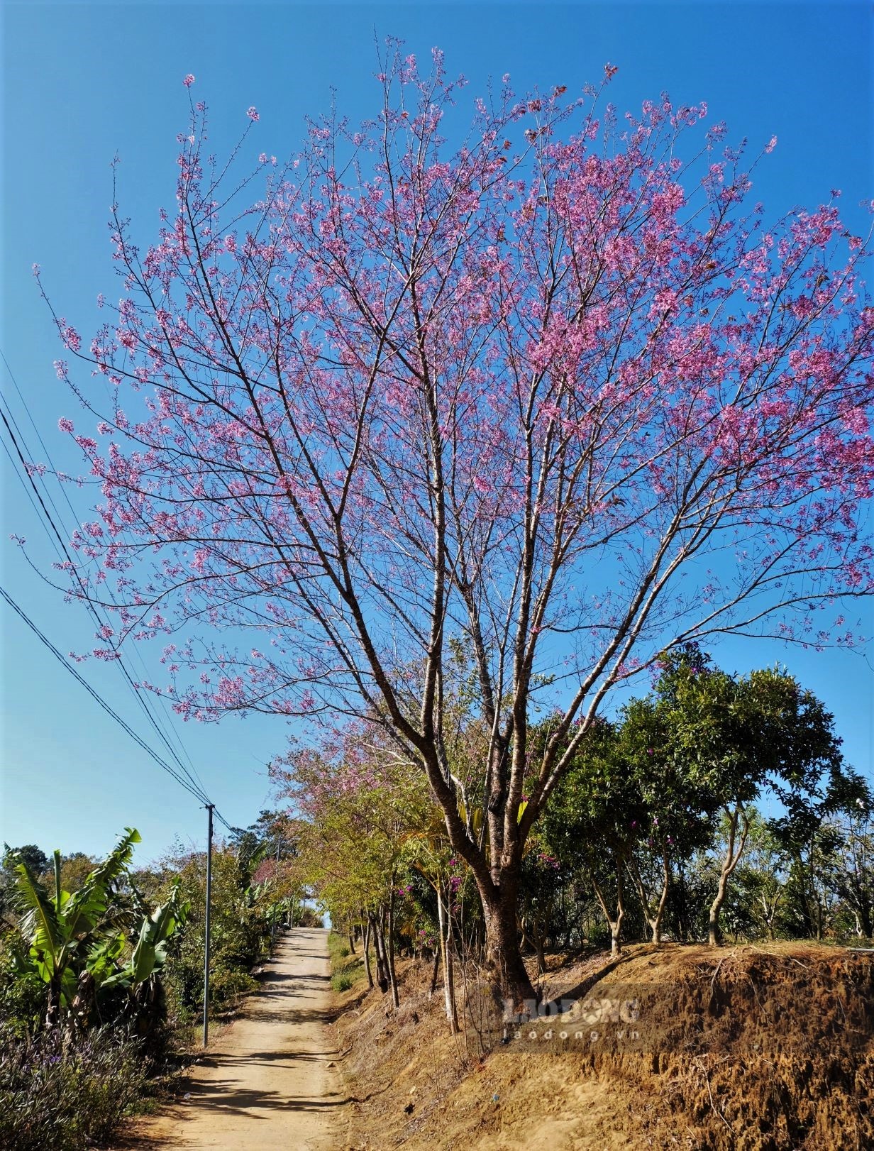 Để đi từ trung tâm Đà Lạt tới Klong Klanh, du khách chỉ mất khoảng 1 tiếng di chuyển bằng oto hoặc xe máy cá nhân. Cung đường tới đây uốn lượn theo sườn đồi núi tuy nhiên phần lớn là đường nhựa dễ di chuyển. Ảnh: Đan Thanh