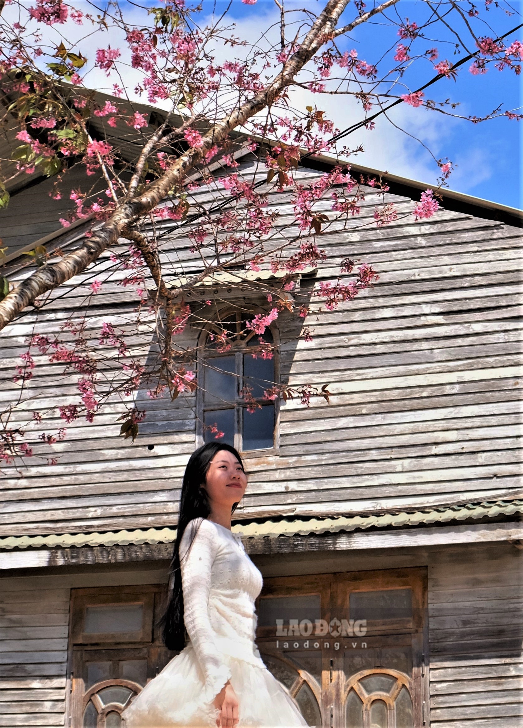 Một nữ du khách từ miền Bắc du lịch Đà Lạt tạo dáng bên mai anh đào bung nở cạnh ngôi nhà gỗ truyền thống. Ảnh: Đan Thanh