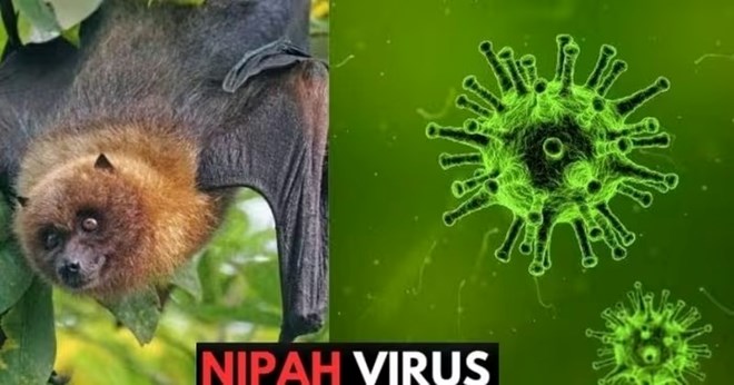 Virus Nipah trở lại, Bộ Y tế siết chặt an toàn thực phẩm