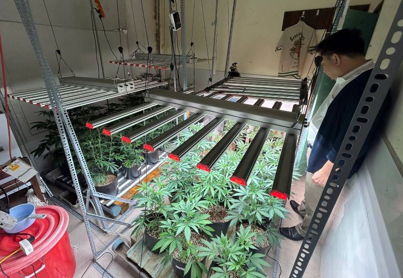 Cần sa được bố trí trong không gian kín với hệ thống chiếu sáng, tưới nước phục vụ việc trồng, chăm sóc cây cần sa. Ảnh: Trần Thi