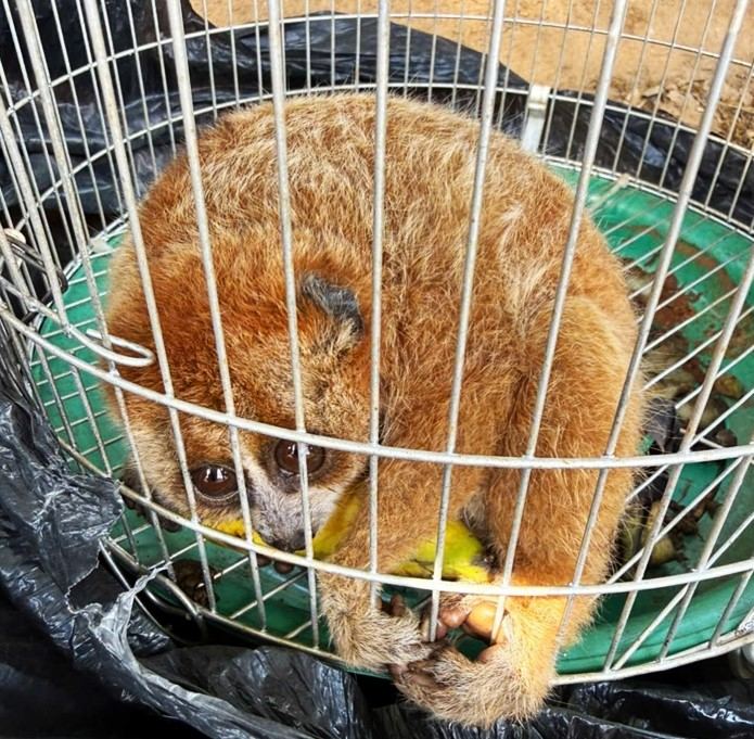 Cá thể culi do người dân tự nguyện giao nộp để tái thả về môi trường tự nhiên. Ảnh: Công an cung cấp