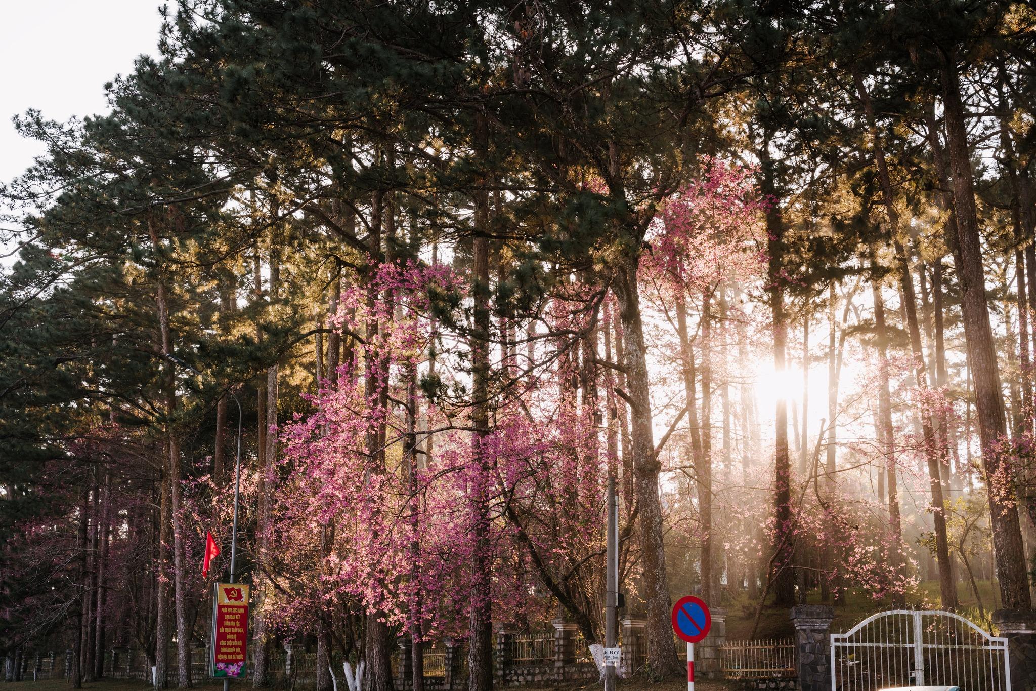 Nắng sớm ban mai rọi xuống những tán mai anh đào dịu dàng, lãng mạn khiến ai cũng muốn dừng chân “sống chậm” tận hưởng vẻ đẹp tinh khôi này.