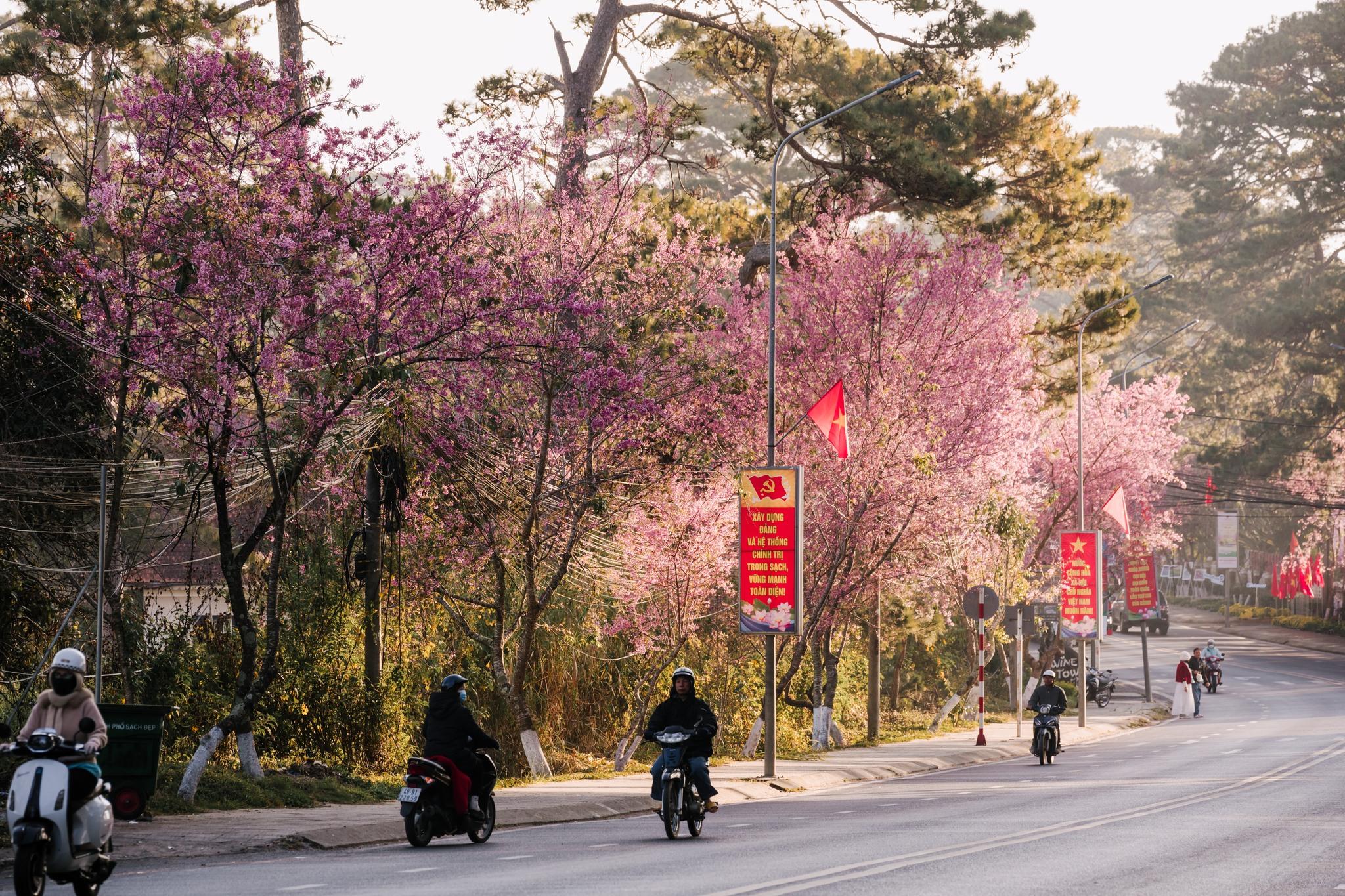 Những tuyến đường, địa điểm năm nay “đắt khách” check-in mai anh đào như Trần Hưng Đạo, Hùng Vương, dốc Đa Quý, Cô Giang, dọc hồ Xuân Hương, chung cư Yersin, Đại học Đà Lạt...