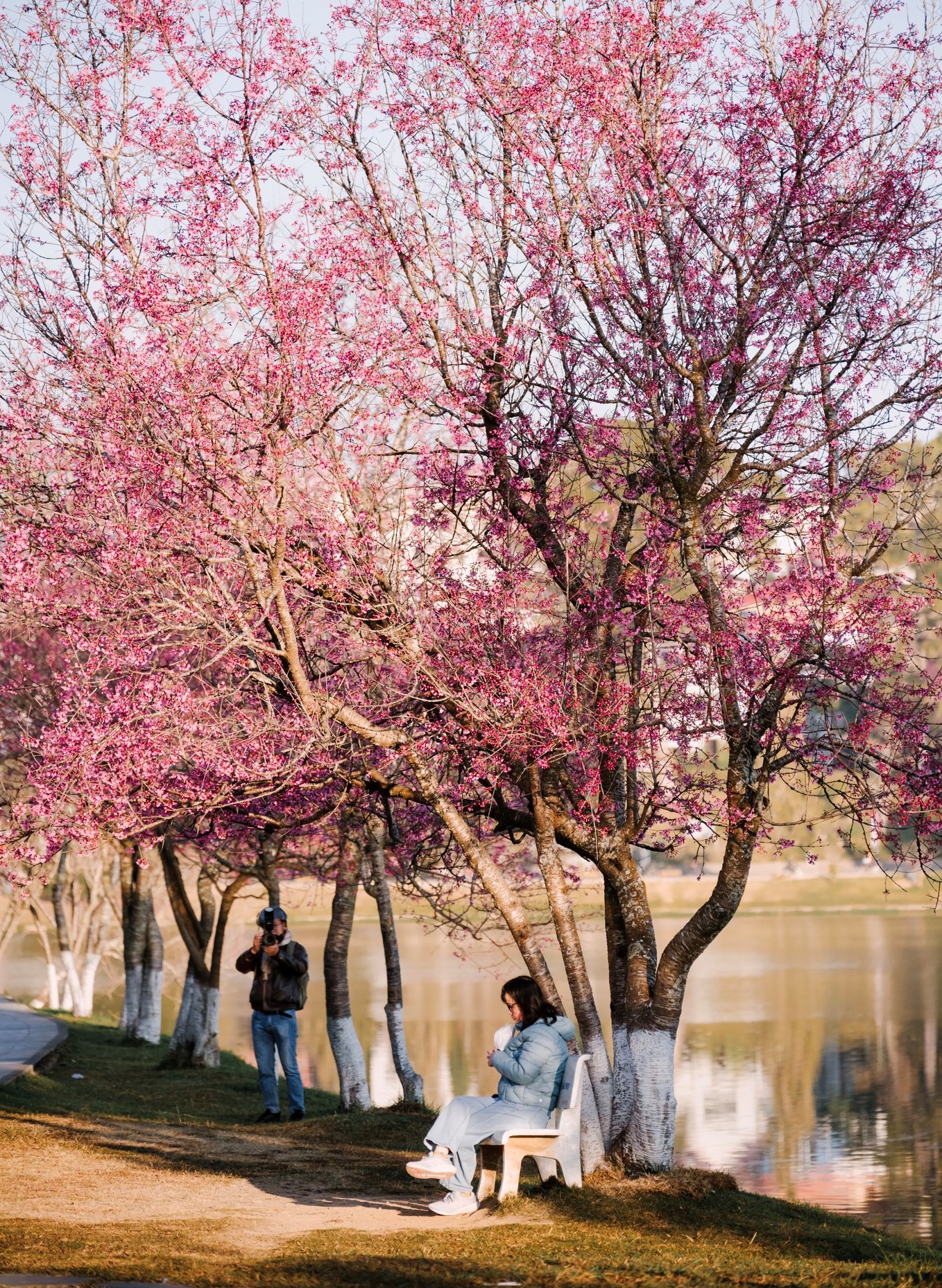 Thông thường mai anh đào Đà Lạt nở từ cuối tháng 12 tới giữa tháng 1 sẽ tàn dần. Tuy nhiên năm nay mùa hoa rực rỡ tới cận Tết Nguyên đán thu hút du khách đến Đà Lạt nườm nượp suốt một tháng qua, các nhiếp ảnh gia như anh Quang kín lịch chụp hình.