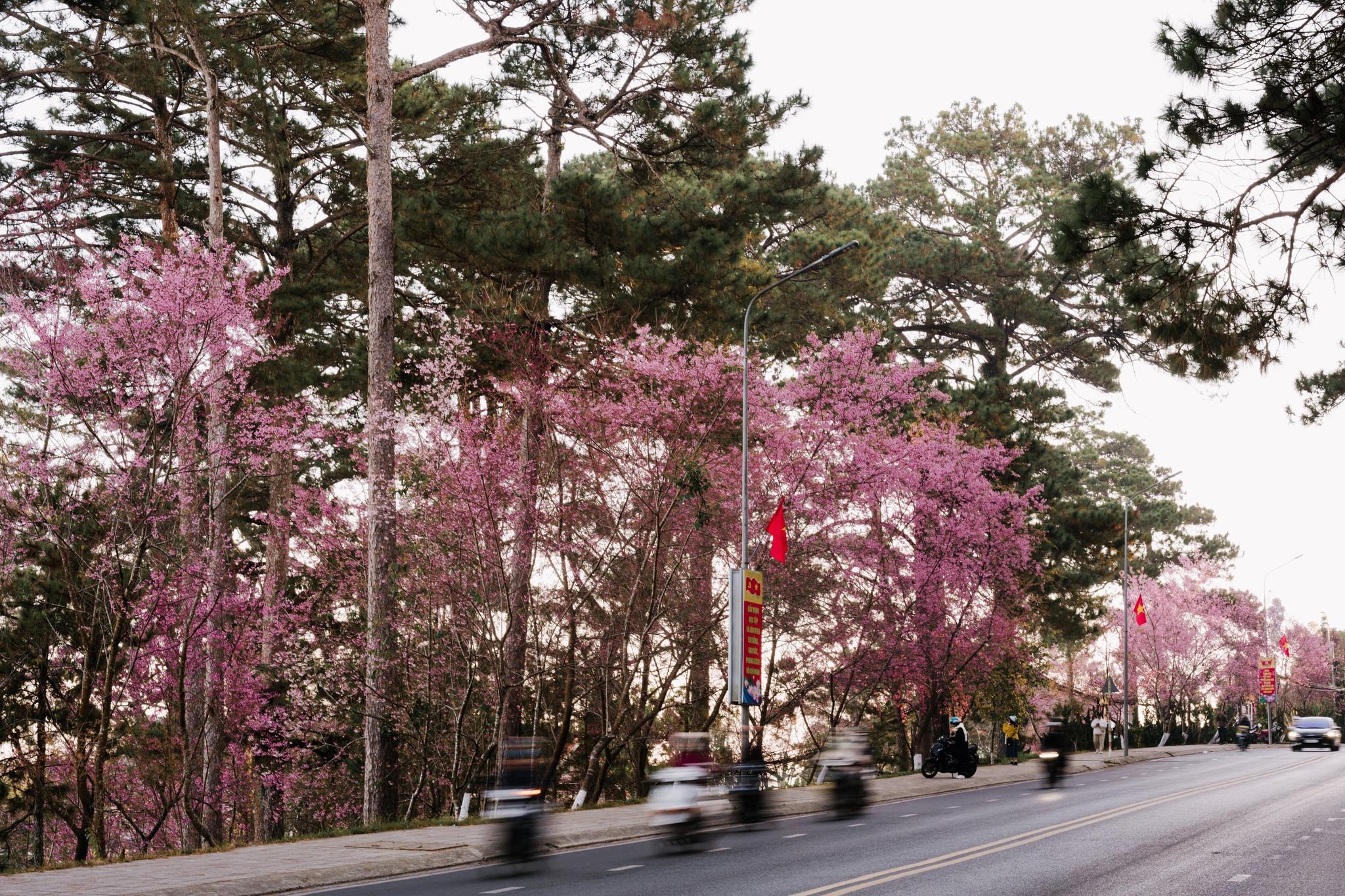 Theo ghi nhận từ người dân và du khách, mùa xuân 2026 là mùa mai anh đào nở rộ đều nhất trong vài năm qua, thậm chí được so sánh trong cả chục năm trở lại đây. Nhiếp ảnh gia địa phương Quang Đà Lạt chia sẻ: “ Phải 4 năm rồi tôi mới được ngắm mai anh đào ở trung tâm nở rực rỡ như thế này. Từ cuối tháng 1 Dương lịch đến qua Tết Nguyên đán, du khách đi lúc nào cũng có hoa chụp mệt nghỉ“.