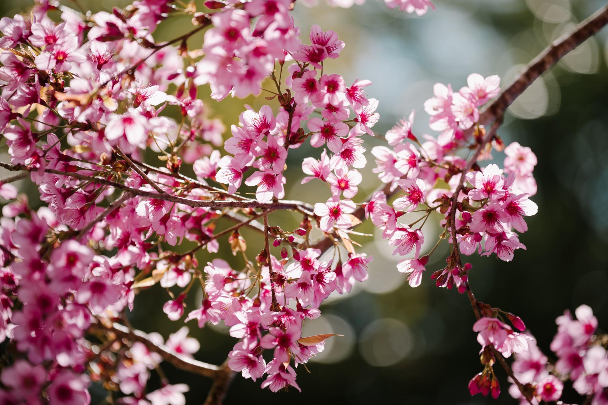 Từ nhiều năm nay, mai anh đào nở đầu xuân như một niềm vui báo hiệu năm mới đến cho người dân Đà Lạt. Hàng nghìn cây mai anh đào được trồng để làm đẹp phố núi từ khu vực Hồ Xuân Hương, tỏa ra các cung đường tới thiền viện Trúc Lâm, hồ Tuyền Lâm, Trại Mát, Cầu Đất, Xuân Thọ...