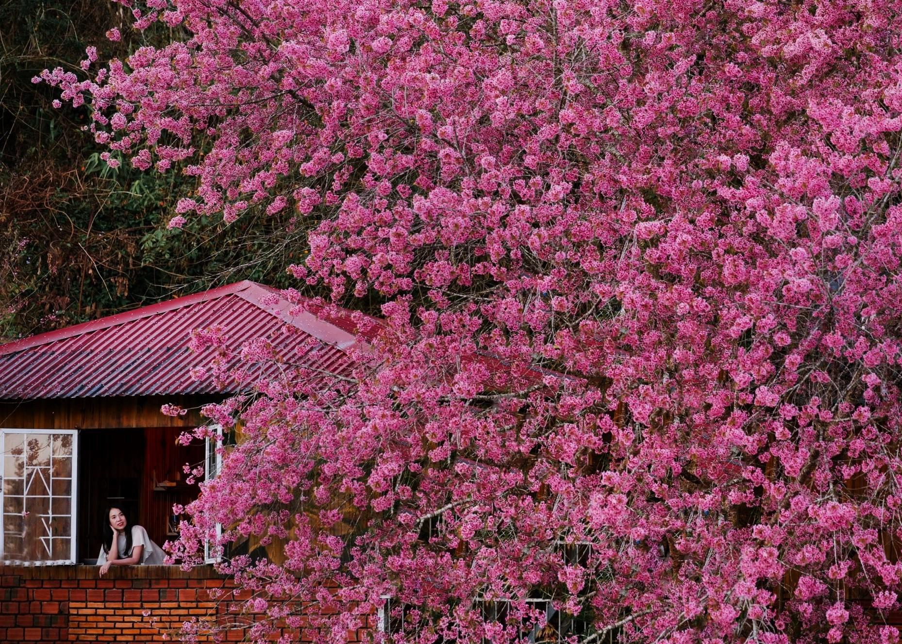 Mùa hoa mai anh đào đã qua “đỉnh“, hoa nhiều nơi đã tàn dần và ra lá, tuy nhiên vẫn còn các khu vực rải rác nở đón khách chơi Tết Nguyên đán. Mùa hoa nở theo đợt và theo khu vực như năm nay cũng giúp du khách dễ dàng tham quan hơn. Thay vì chỉ tập trung tuyến đường lớn, du khách có thể dạo vào thôn làng, hẻm dốc nhỏ, các quán cà phê, khu nghỉ dưỡng... để thưởng hoa.