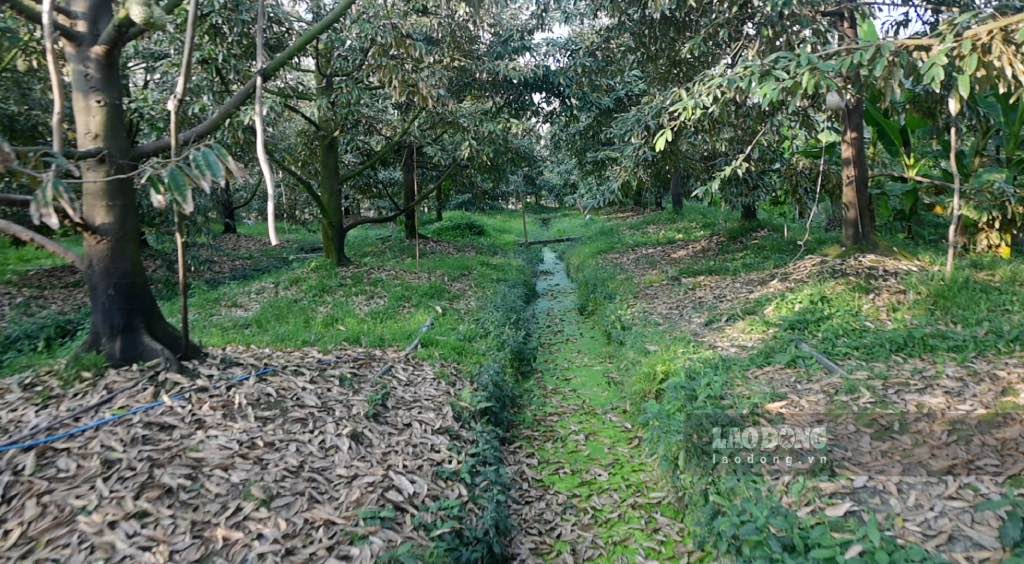 Người dân tích trữ nước để ứng phó với hạn mặn và thực hiện tưới . Ảnh: Thành Nhân