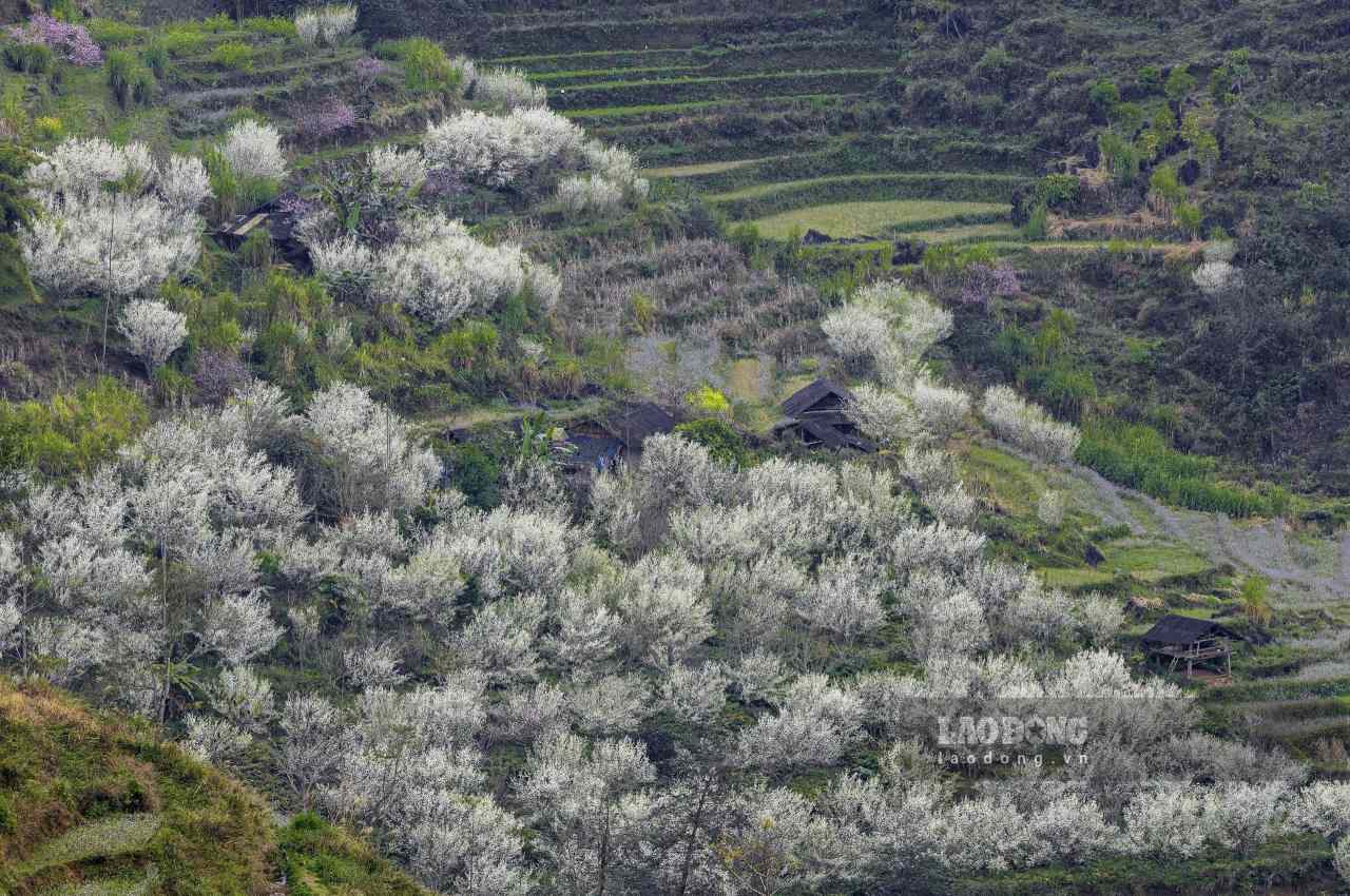 Những vườn mận mênh mông, phủ kín núi rừng Bắc Hà bởi sắc trắng tinh khôi dịp đầu xuân. Ảnh: Dương Toản
