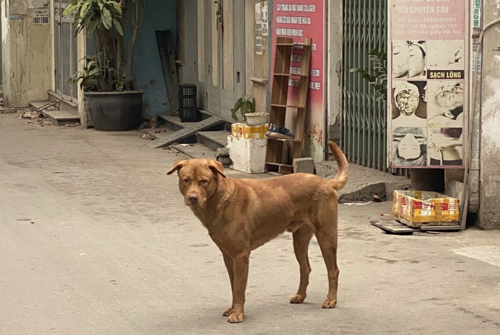 Chó thả rông tại ngõ 165 Cầu Giấy.