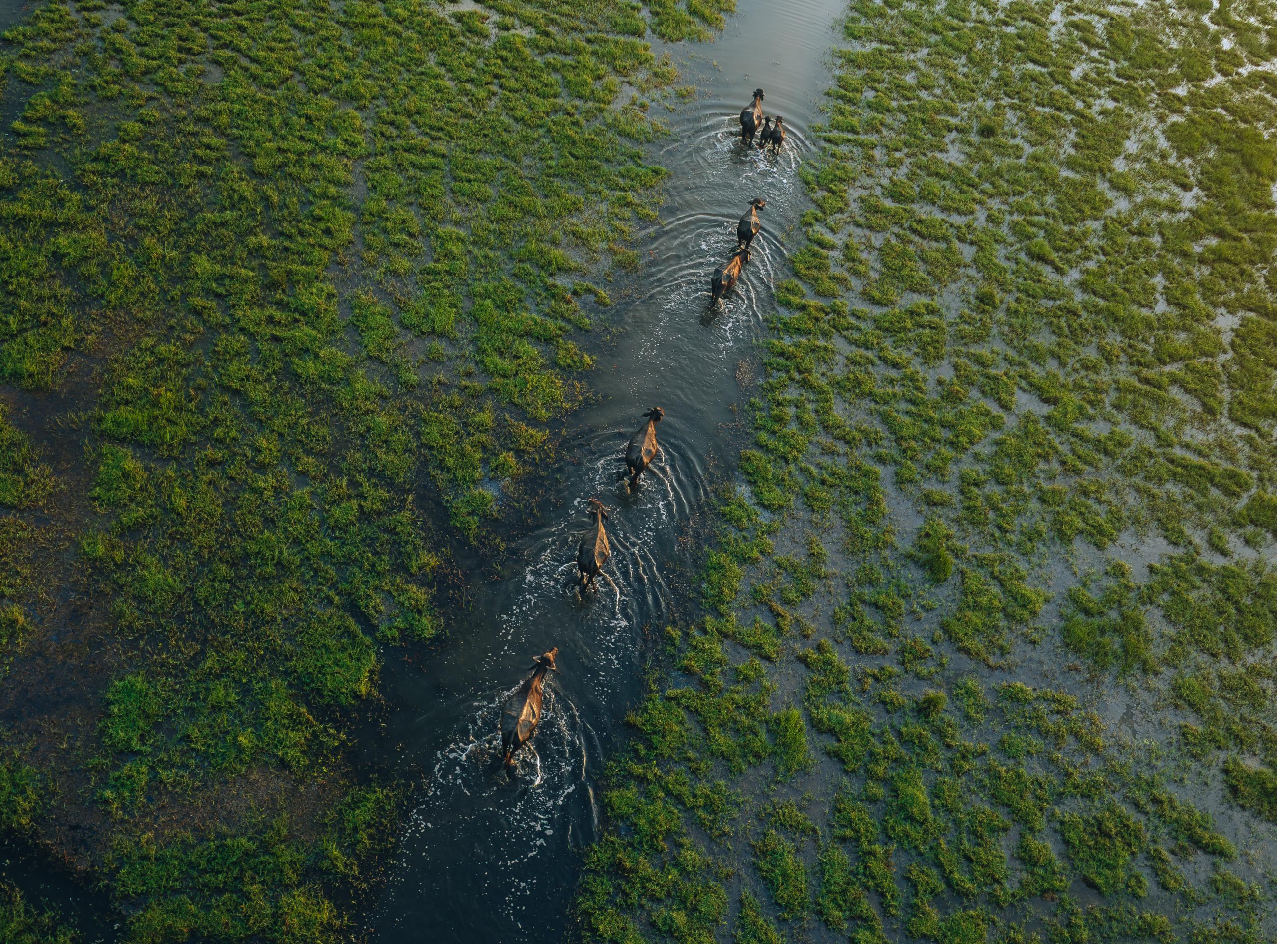 Dawn Over the Wetlands (Hừng đông trên vùng đầm lầy) là bức ảnh của Lahiru Iddamalgoda người Sri Lanka chụp và đoạt giải nhất hạng mục Quốc gia và khu vực trong khuôn khổ cuộc thi ảnh quốc tế Sony 2026.
