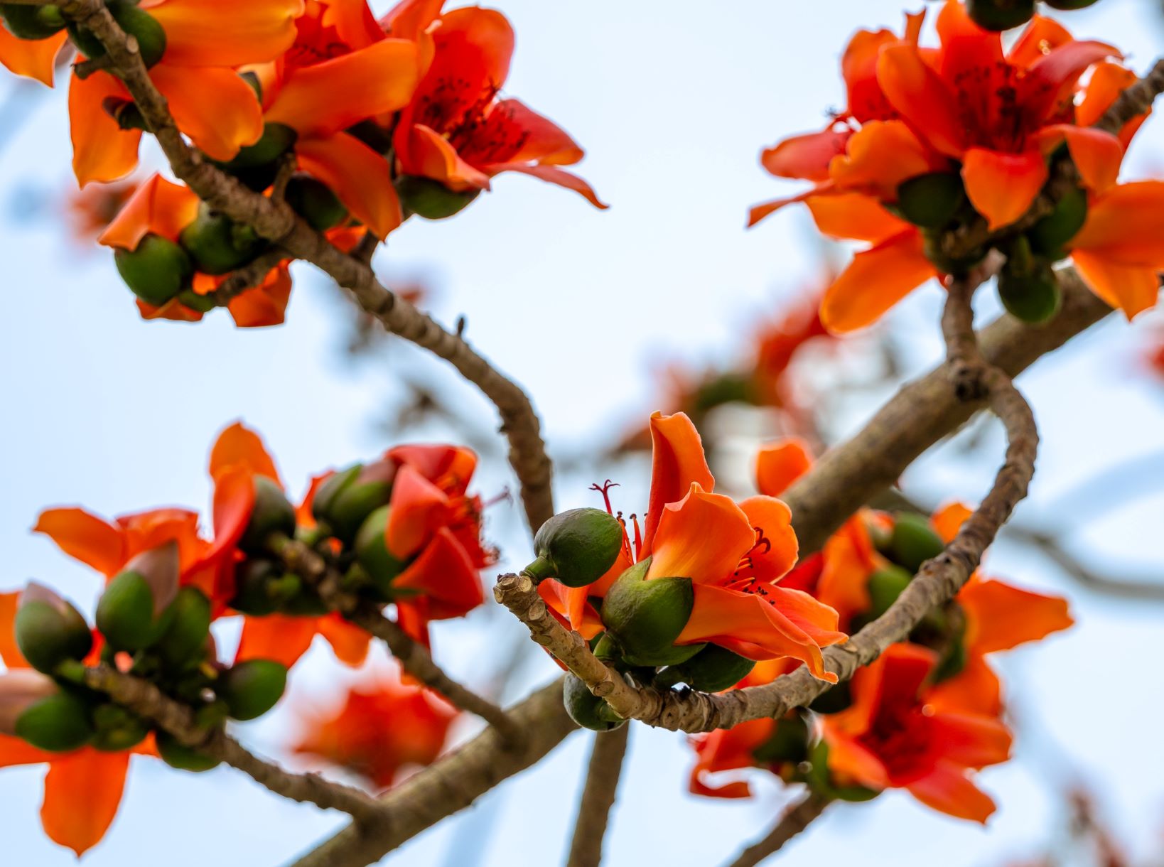 Hoa gạo hay còn gọi là mộc miên, pơ lang khi nở có 5 cánh lớn, dày cánh, màu đỏ tươi sau chuyển dần đỏ thẫm. Loài hoa được nhắc nhiều trong câu ca dân gian như “Tháng ba đom đóm bay ra, hoa gạo rụng xuống thì tra hạt vừng“; hoặc “Bao giờ cho đến tháng 3/Hoa gạo rụng xuống bà già đắp chăn“.