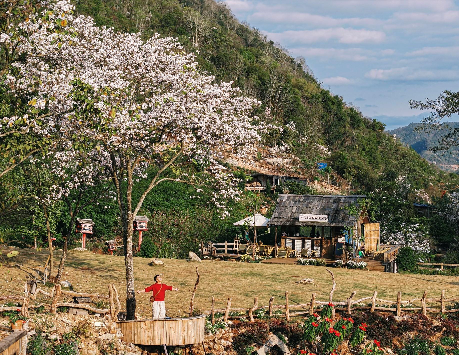 Thung lũng Mu Náu không chỉ là check-in nổi tiếng mùa hoa mận, hoa anh đào mà còn cả mùa hoa ban vào những ngày cuối xuân này. Cây hoa ban bung nở rực rỡ ở khuôn viên Mu Náu Farm.