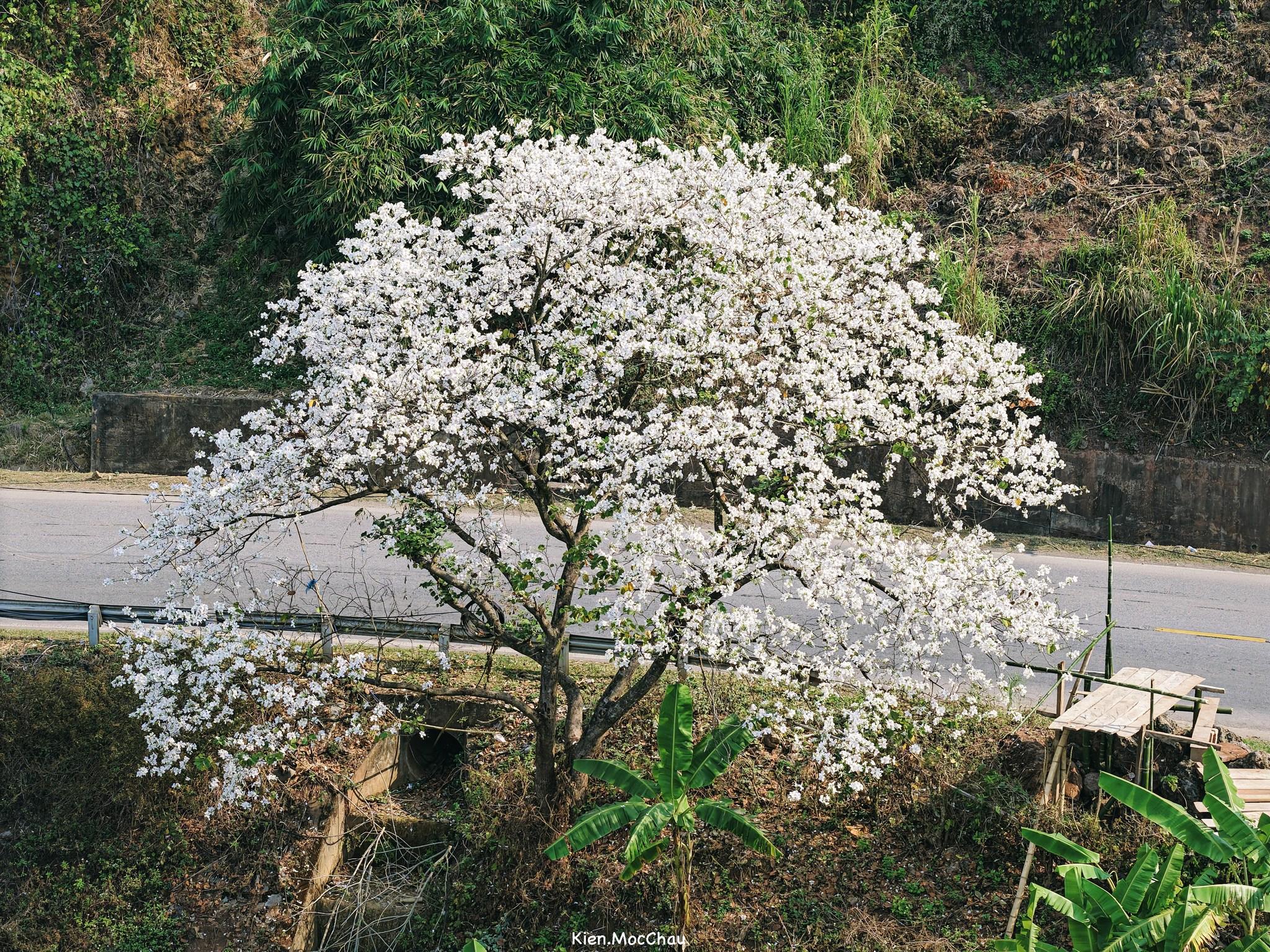 Chạy xe trên những cung đường quốc lộ 6, hướng ra và vào Mộc Châu vào tháng 3, du khách không khỏi ngỡ ngàng trước những cây hoa ban nở trắng xóa.