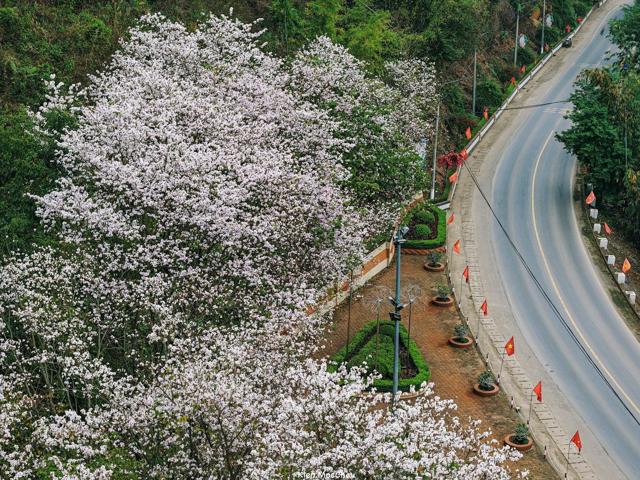 Quang Kiên, một bạn trẻ làm du lịch ở quê hương Mộc Châu chia sẻ: Tháng 3 về hoa ban Mộc Châu đang ở giai đoạn nở rộ nhất, phủ trắng nhiều triền đồi triền núi và nhất là dọc các tuyến đường lớn nhỏ giữa thị trấn Mộc Châu và thị trấn Nông Trường.
