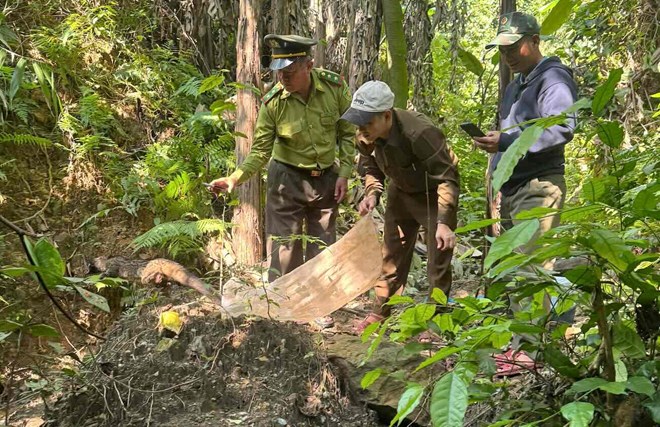 Thả 11 động vật hoang dã về Vườn Quốc gia Phong Nha - Kẻ Bàng