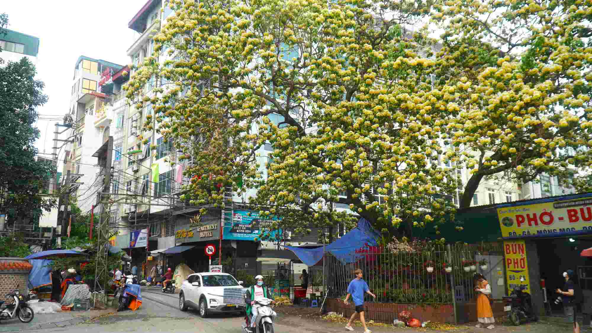 Hoa bún là loài cây thân gỗ nhỏ vốn không quá phổ biến trong đời sống đô thị. Tên gọi “bún” xuất phát từ hình dáng chùm hoa với những sợi nhị dài, trắng muốt như những sợi bún.