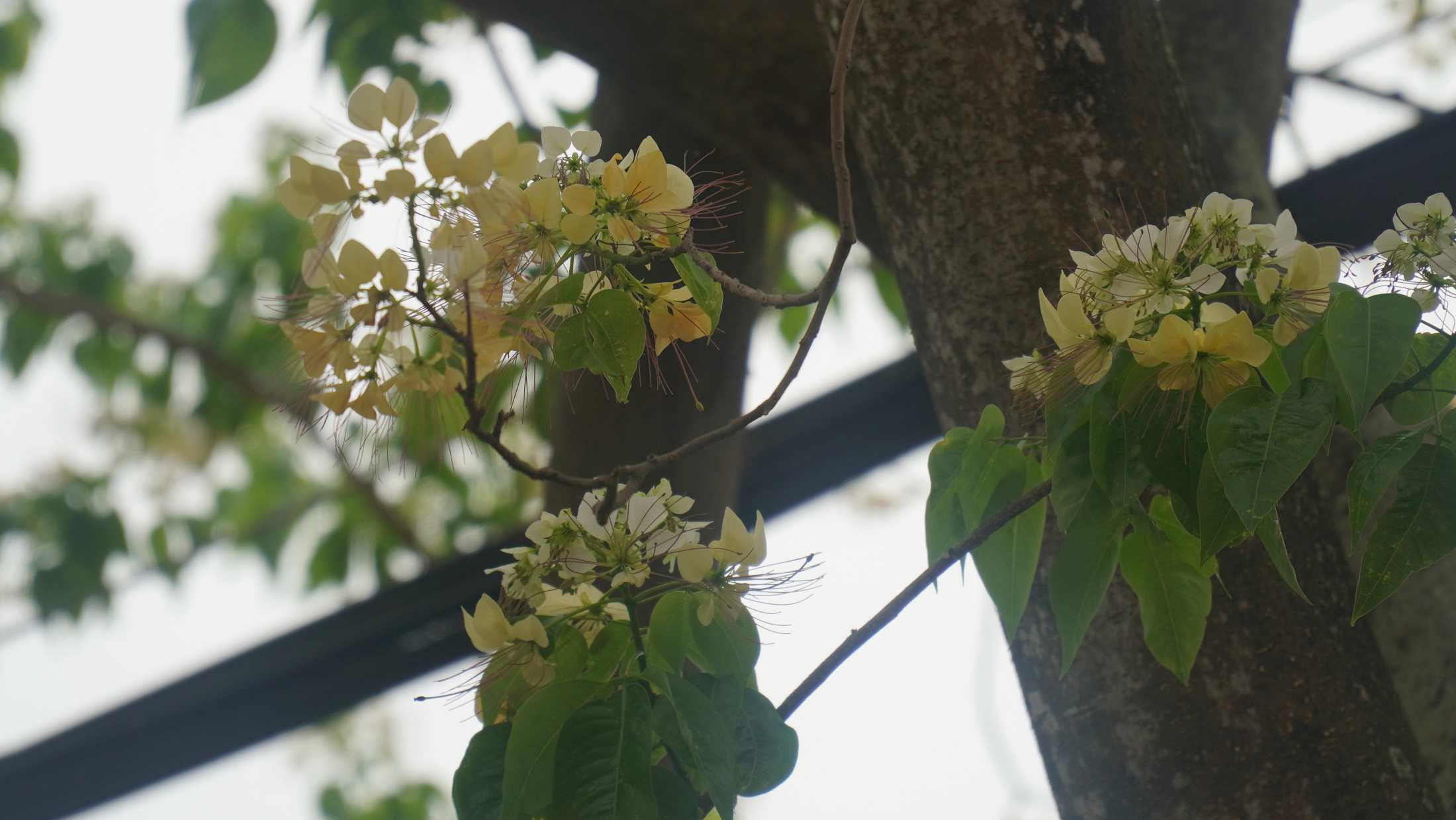 Cây hoa bún còn có tên gọi khác là Bạch hoa hay Màn Màn. Cây cao chừng 30 mét, tán rộng xum xuê làm nổi bật một góc làng. Từ lâu cây hoa bún tại phố Đình Thôn đã trở thành biểu tượng của nơi này.