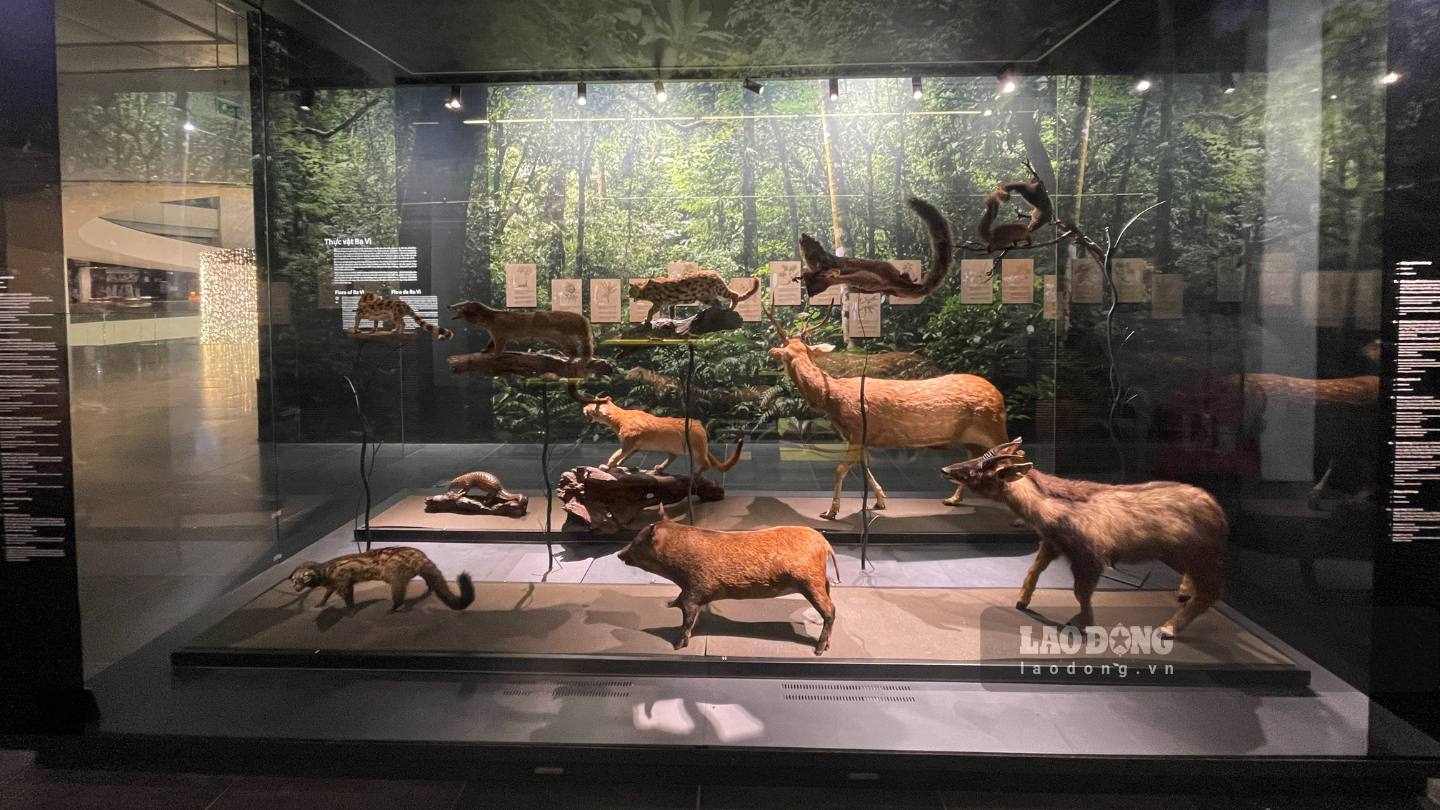 Khách tham quan khám phá trưng bày tại tầng 2, tìm hiểu về môi trường thiên nhiên và quá trình hình thành, phát triển của Kinh đô xưa.