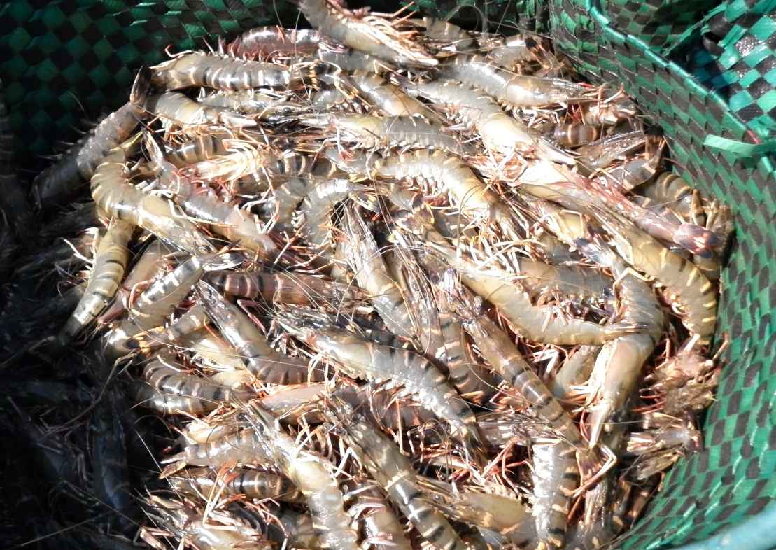 Nắng nóng tôm nuôi thiệt hại tại Cà Mau người dân thu hoạch sớm. Ảnh: Nhật Hồ.