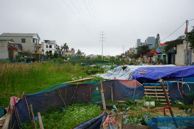 Đường ven biển (đoạn qua phường Sầm Sơn, tỉnh Thanh Hóa) “án binh bất động”, trở thành bãi cỏ hoang, người dân tận dụng để trồng rau màu. Ảnh: Quách Du