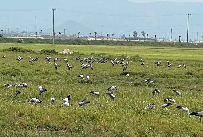 Đàn cò nhạn quý hiếm bỗng xuất hiện trên đồng ruộng ở Hà Tĩnh