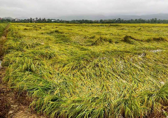 Dông lốc khiến hàng nghìn hecta lúa ở Hà Tĩnh bị đổ