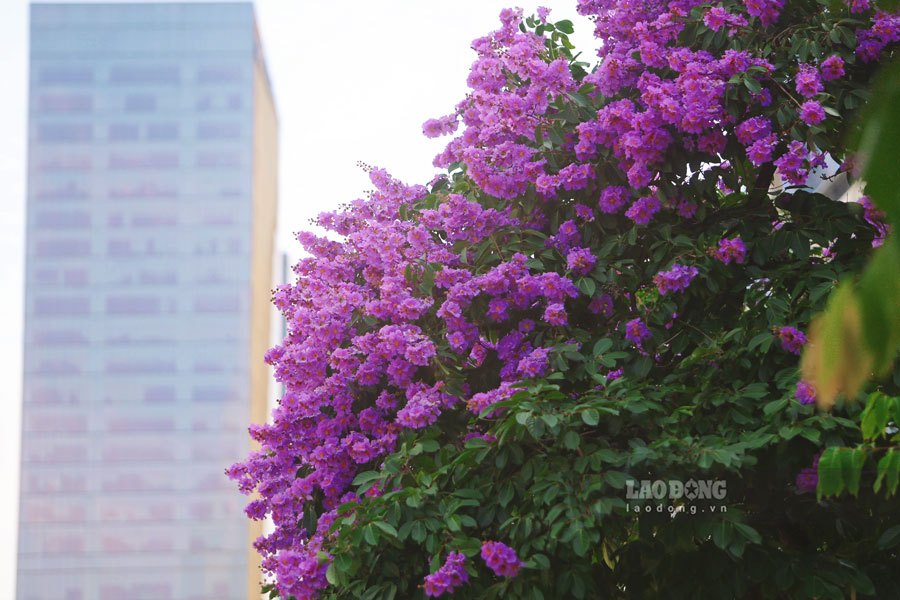 Dù không có hương thơm đậm đà, bằng lăng vẫn giữ một vị trí riêng trong đời sống đô thị nhờ sắc màu đặc trưng không thể nhầm lẫn. Mùa hoa đi qua rất nhanh nhưng lại là một phần ký ức quen thuộc, đánh dấu sự bắt đầu của một mùa hè rực rỡ tại Hà Nội.