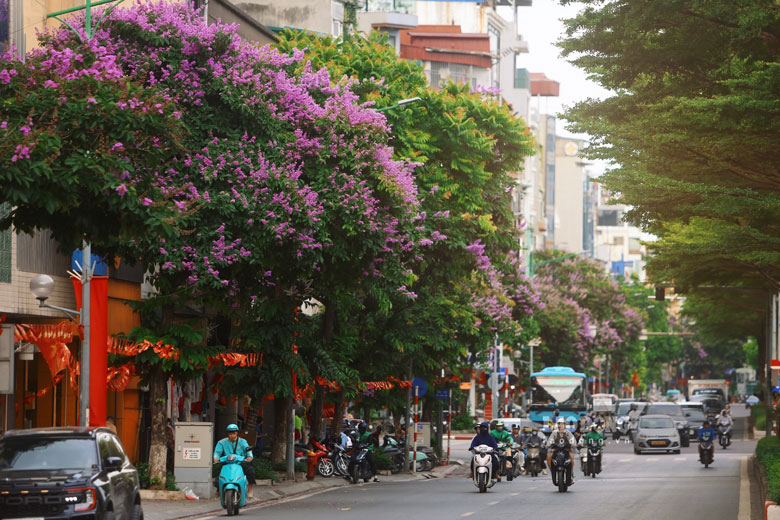 Hàng cây bằng lăng được trồng dọc đường Kim Mã cũng đang độ nở đẹp nhất.