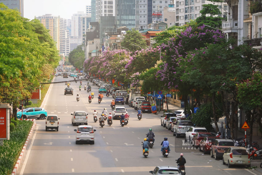 Tại các tuyến đường trọng điểm như Kim Mã và Đào Tấn, hàng cây bằng lăng được trồng san sát nhau đang bước vào độ nở rộ nhất. Những tán cây lớn vươn rộng, đan xen vào nhau tạo thành những dải màu tím chạy dài liên tục dọc theo lộ trình di chuyển của người dân.