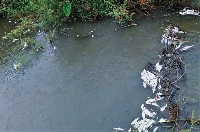 Suối Đạ Gùi ô nhiễm nghiêm trọng, người trồng sầu riêng khát nguồn nước tưới