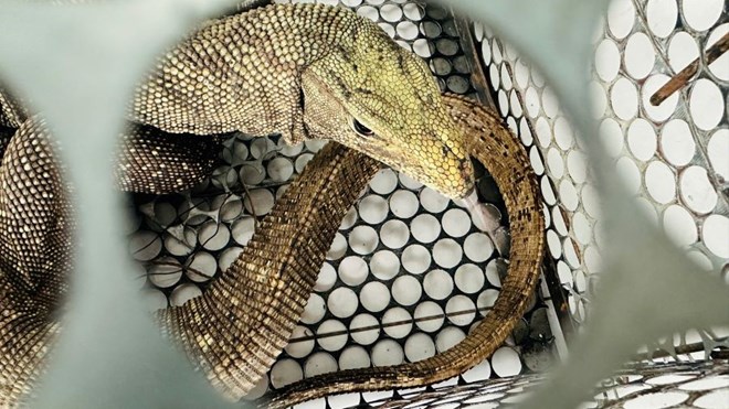 Kỳ đà vân được người dân giao nộp để thả về tự nhiên