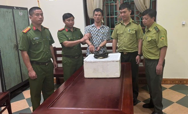 Vận chuyển một cá thể rắn hổ chúa đã chết, người đàn ông ở Ninh Bình bị khởi tố