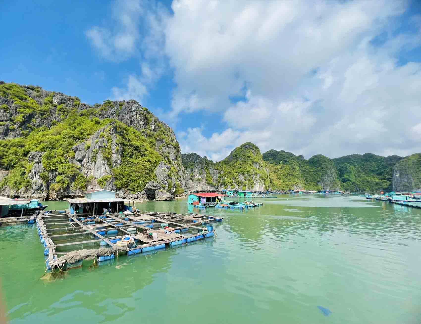 Lồng nuôi hải sản trên vịnh Lan Hạ. Ảnh: Khoa Hùng