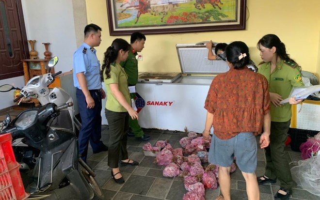 Thu giữ 290 cá thể cò hương đang được cấp đông tại Sầm Sơn