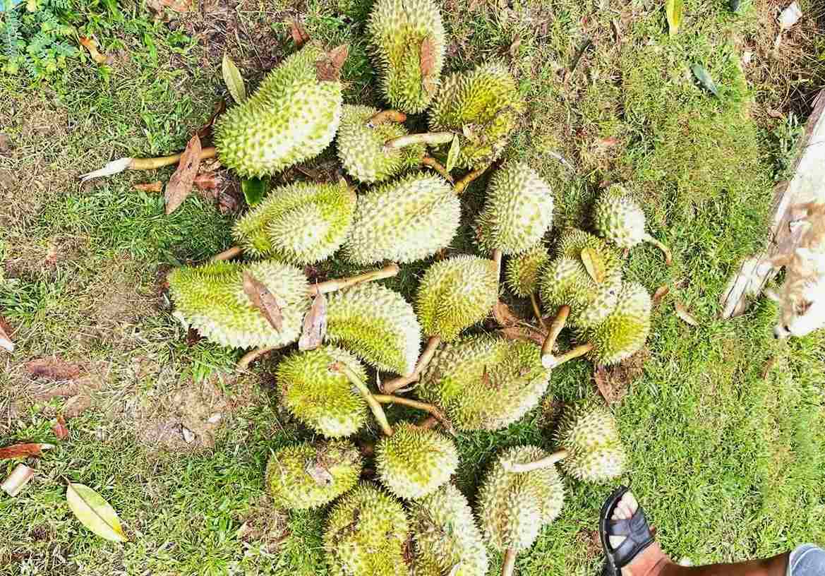 Sầu riêng của người dân xã Cát Tiên 3 sắp đến kỳ thu hoạch bị lốc xoáy tuốt rụng gây thiệt hại nặng nề. Ảnh: Hải Đường