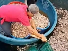 Công an vào cuộc vụ tôm chết hàng loạt ở Quảng Trị