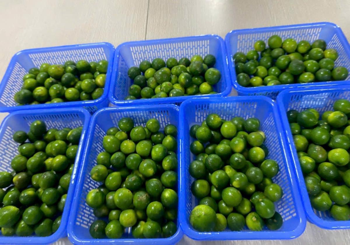 Công đoàn Công ty TNHH Giầy Annora Việt Nam mua chanh, đường, pha nước đá để công nhân uống giải nhiệt. Ảnh: Quách Du