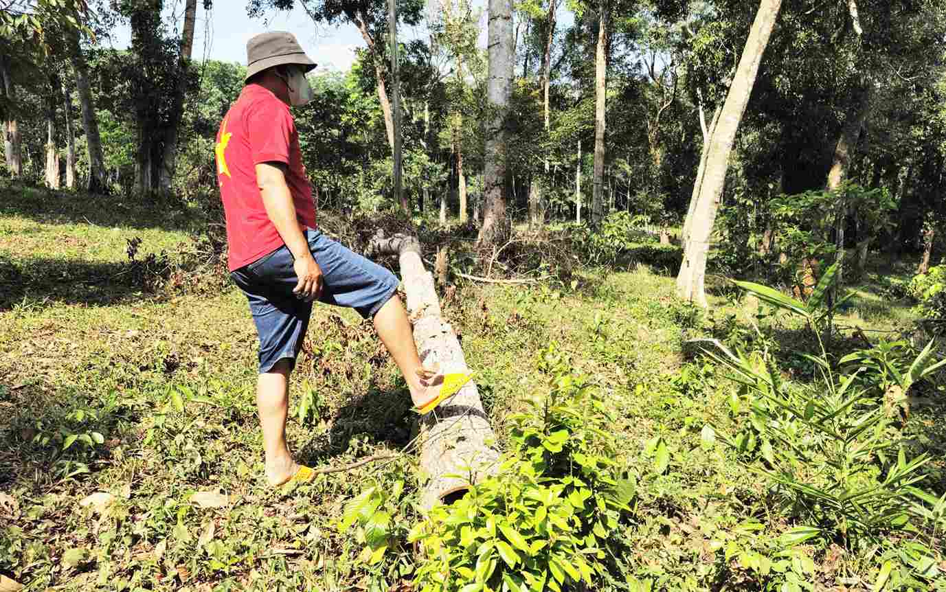 Cơ quan chức năng buộc ông Phú và ông Tưởng khôi phục lại tình trạng ban đầu đối với diện tích đất rừng lấn chiếm. Ảnh: Hải Đường