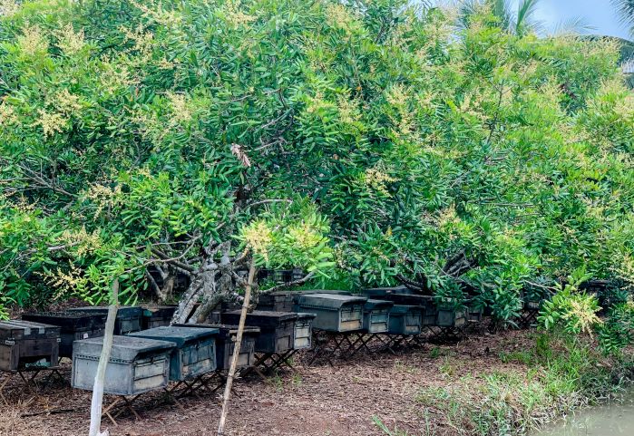 Mùa nhãn trổ bông cũng là thời điểm người dân đưa đàn ong đến vườn cồn Mỹ Phước để khai thác nguồn mật tự nhiên. Ảnh: Phương Anh