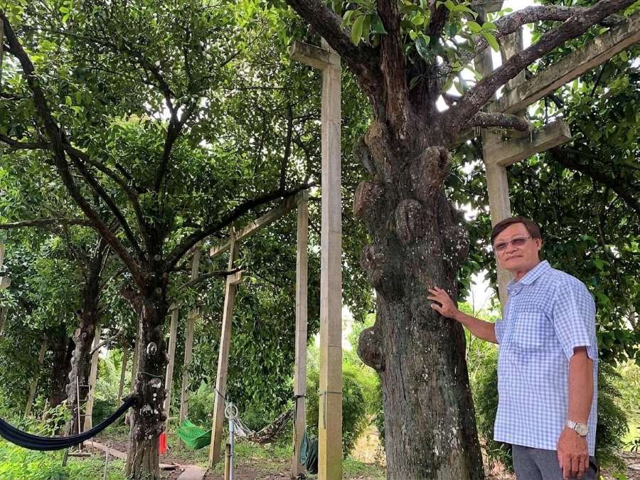 Ông Hứa Văn Lến bên cạnh 4 cây măng cụt hơn 100 năm tuổi trên đất cù lao Phong Nẫm. Ảnh: Phương Anh