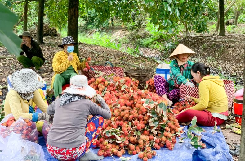 Người dân xã Phong Nẫm thu hoạch chôm chôm chín rộ phục vụ du khách và thị trường dịp Tết Đoan Ngọ (Mùng 5 tháng 5 âm lịch). Ảnh: Phương Anh