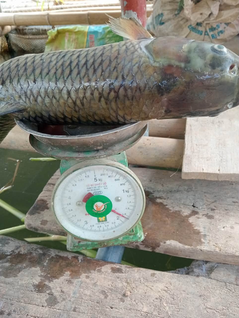 Người dân thu gom cá chết nổi trên mặt nước sông Lam để hạn chế nguy cơ ô nhiễm môi trường. Ảnh: Xuân Hùng